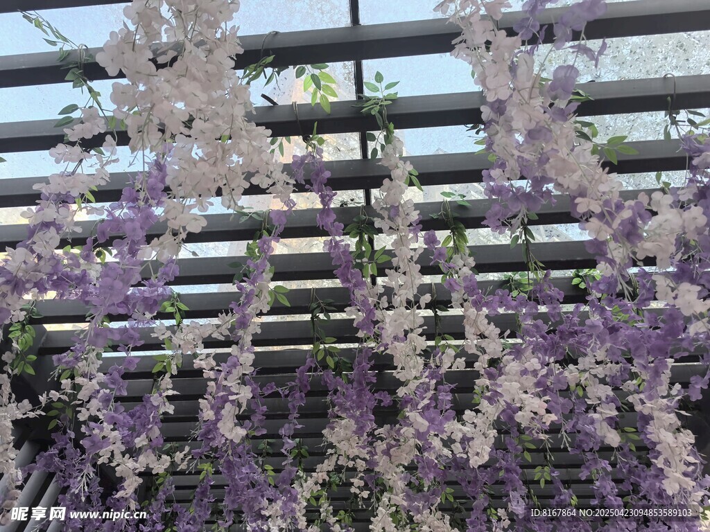 紫藤花垂掛于木質架上
