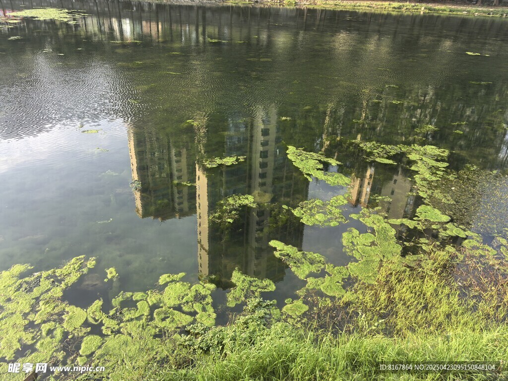湖畔木樁與水生綠植景觀