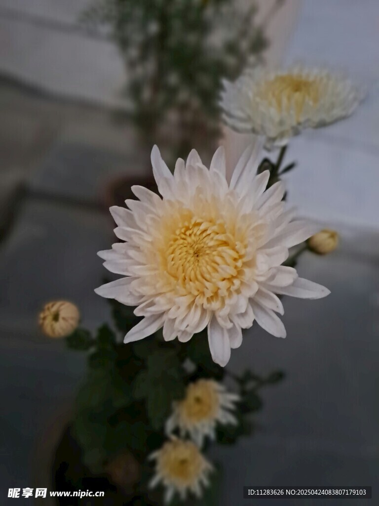 清新白菊綻放