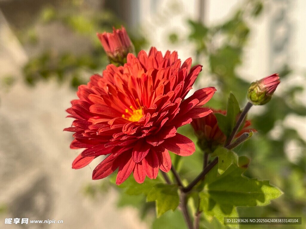 艷麗紅菊