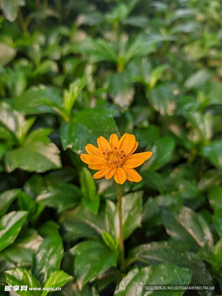 綠葉叢中一朵小花
