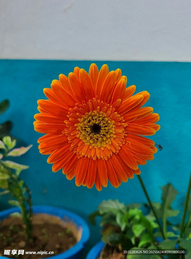 橙色菊花