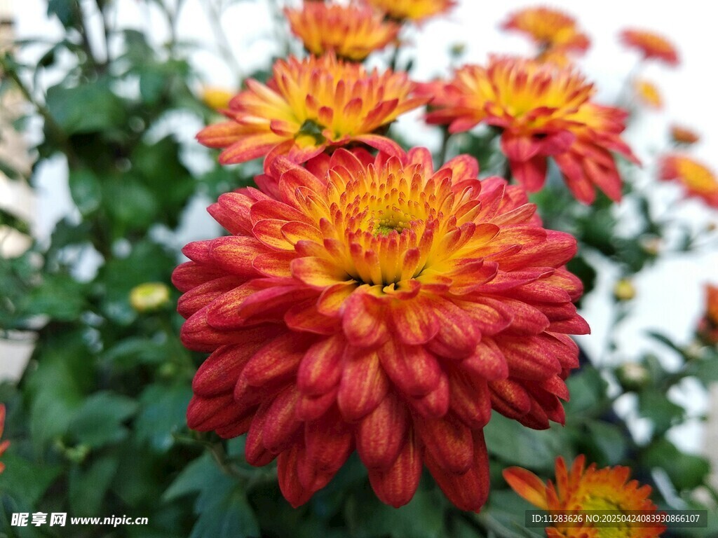 橙紅色菊花
