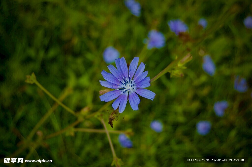 藍花綻放