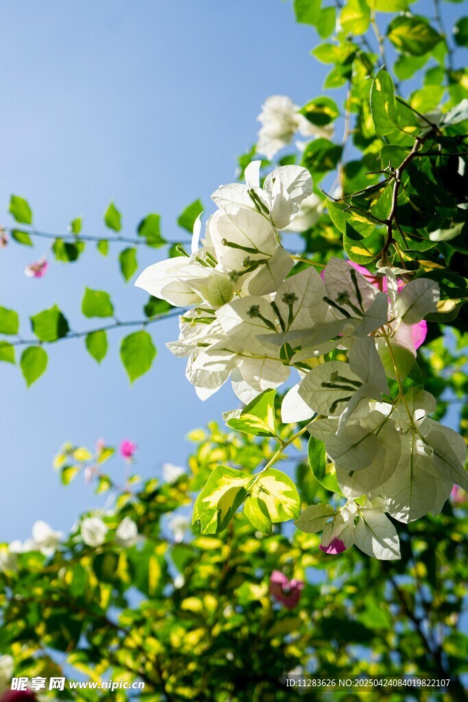 枝頭繁花
