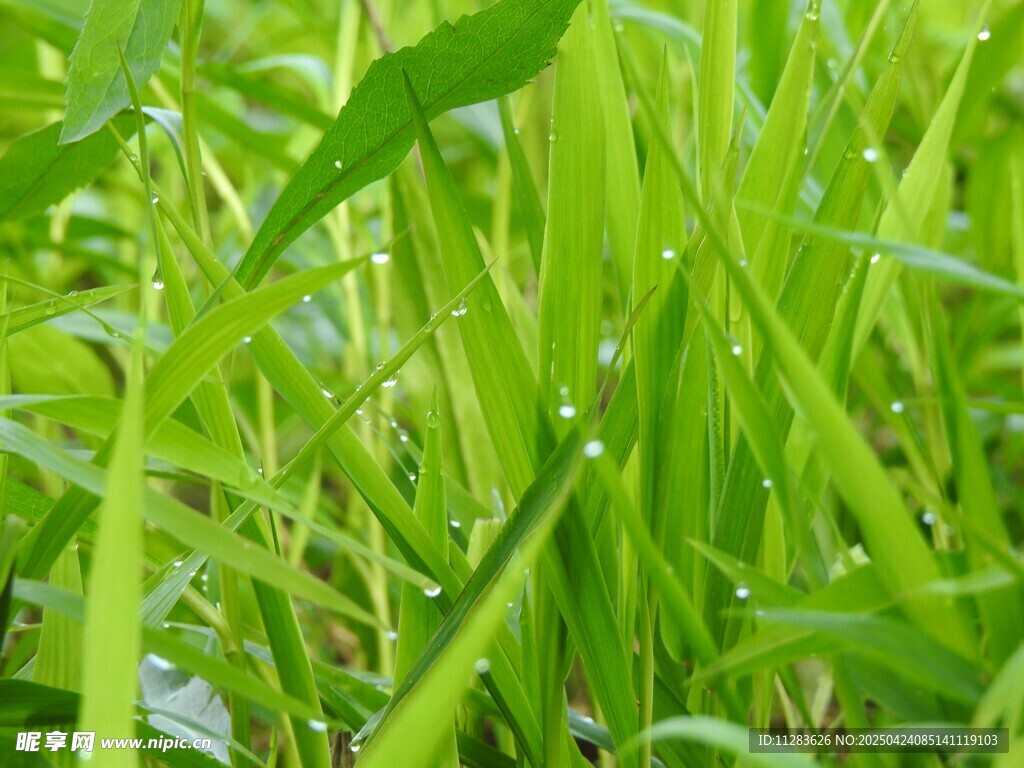 嫩綠青草
