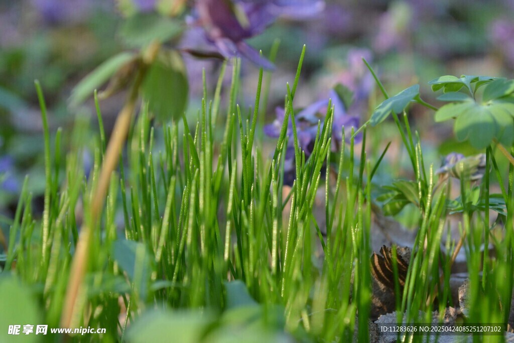 春日蔥郁草地
