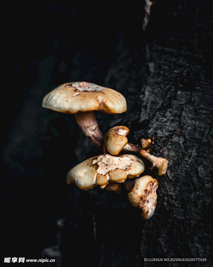 木上生長的蘑菇
