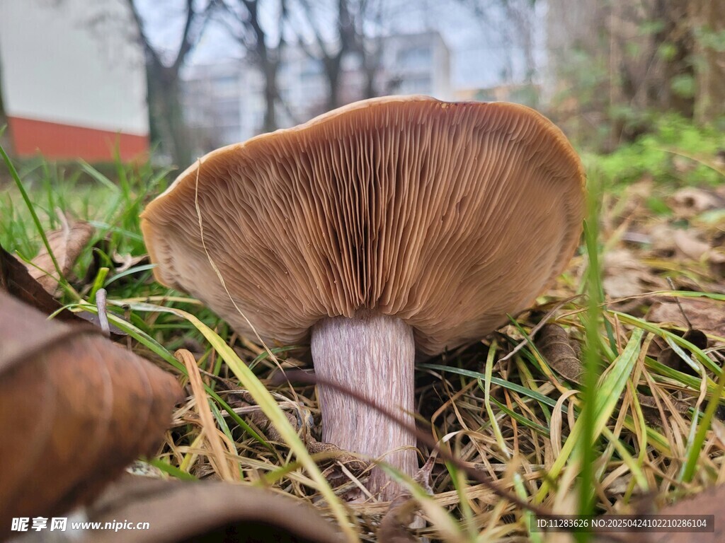 草地上的棕色蘑菇