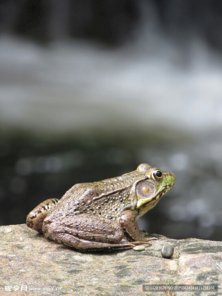 巖石上的青蛙
