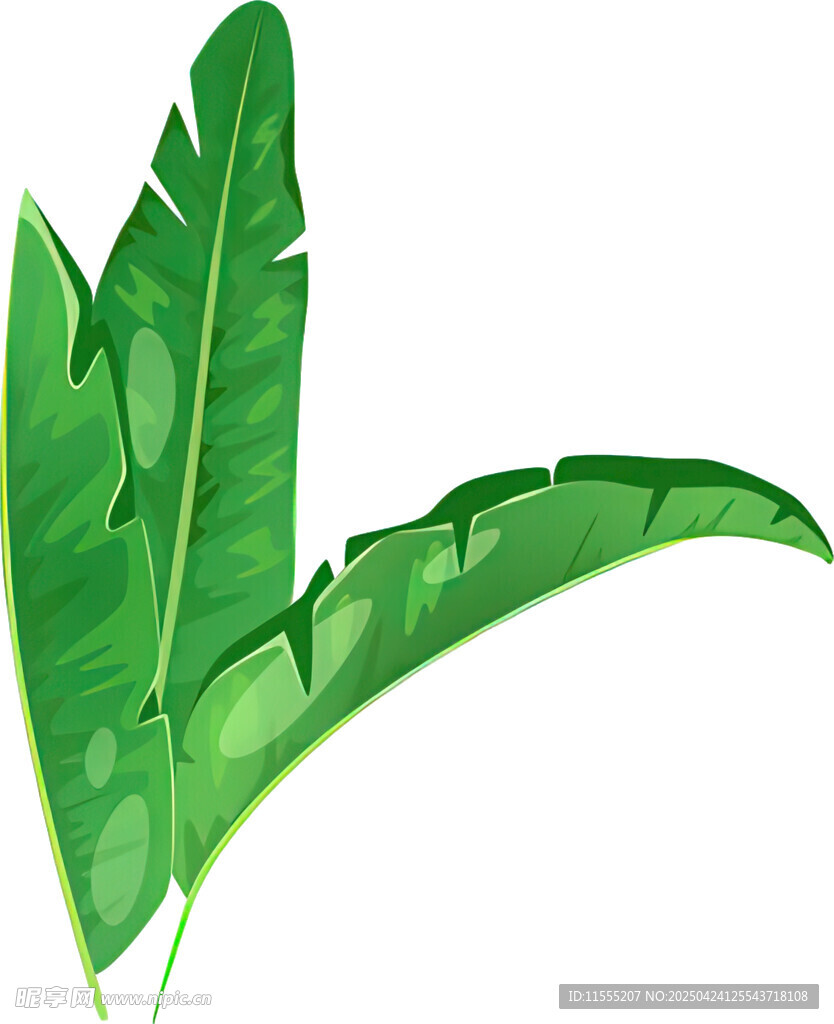 翠綠芭蕉葉插畫