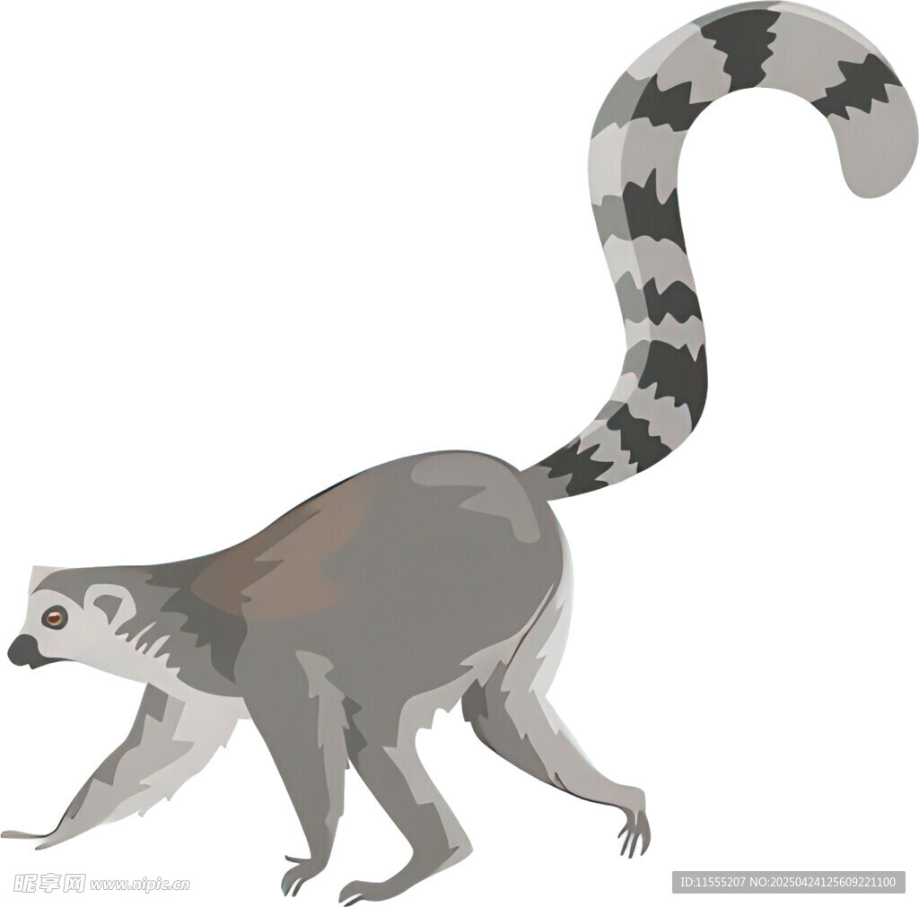 狐猴插畫
