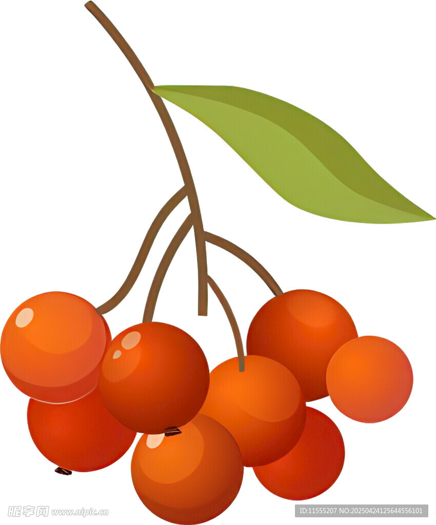 橙紅色漿果枝葉插畫
