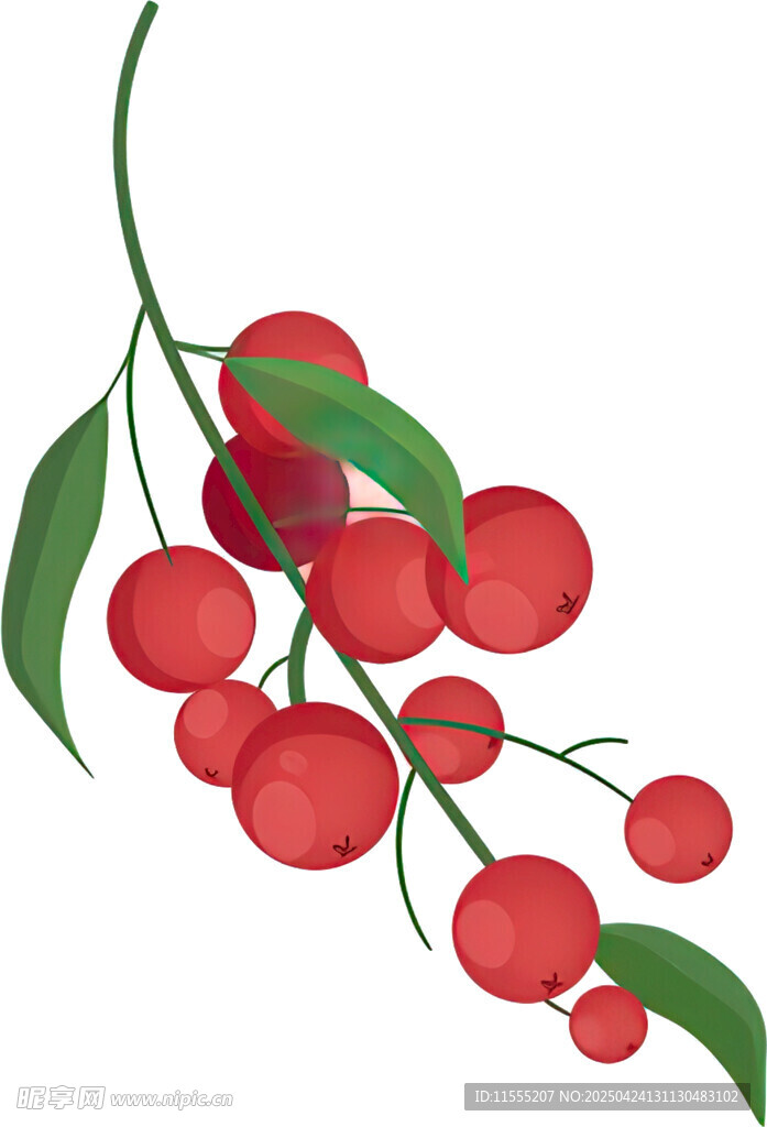 紅櫻桃枝葉插畫