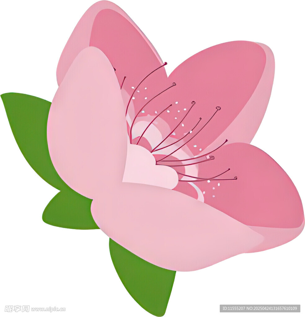粉色花朵插畫