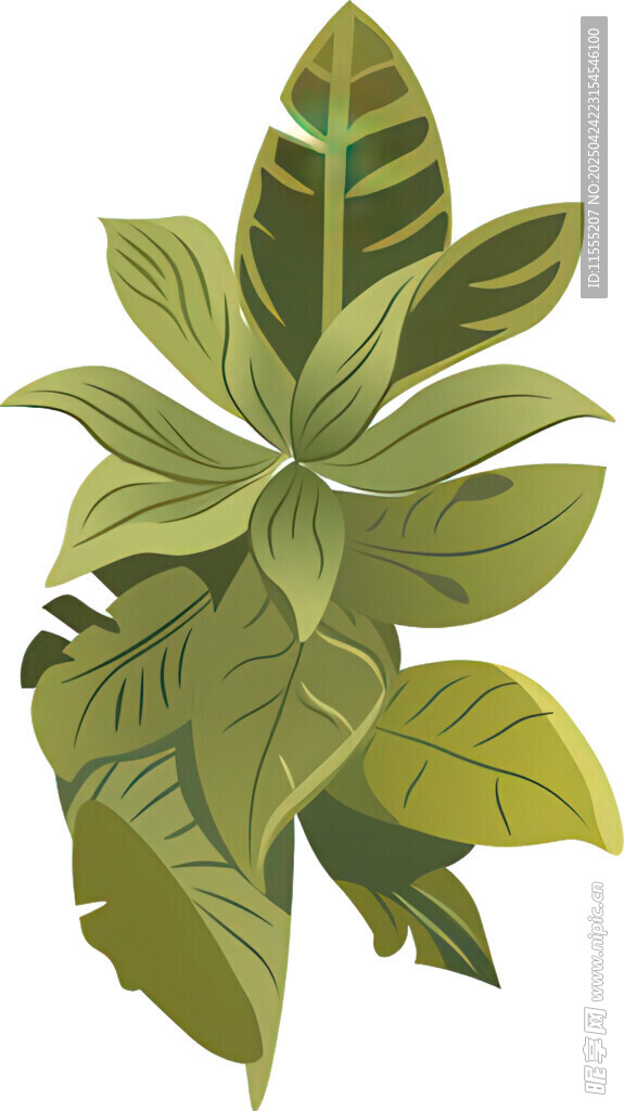 熱帶綠植插畫