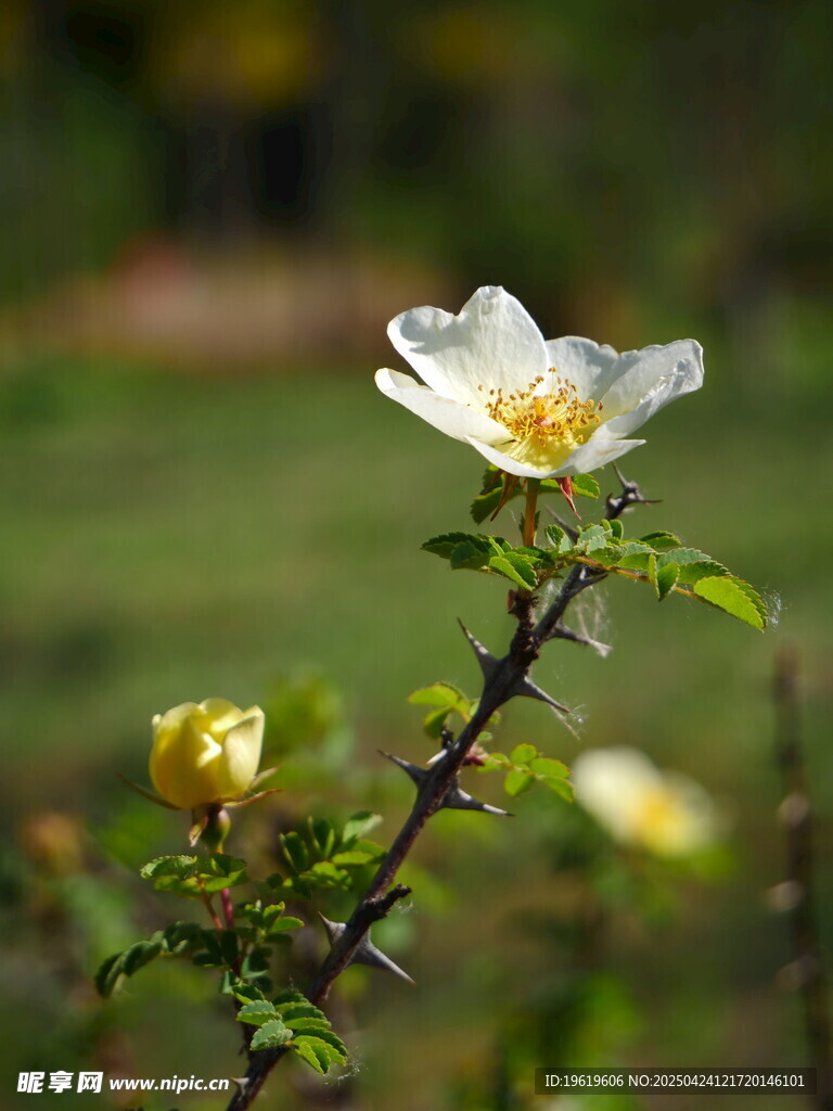 薔薇