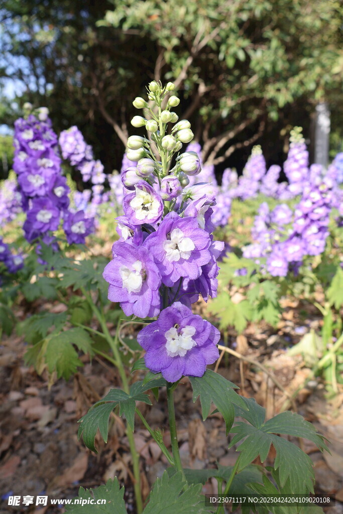  高翠雀花