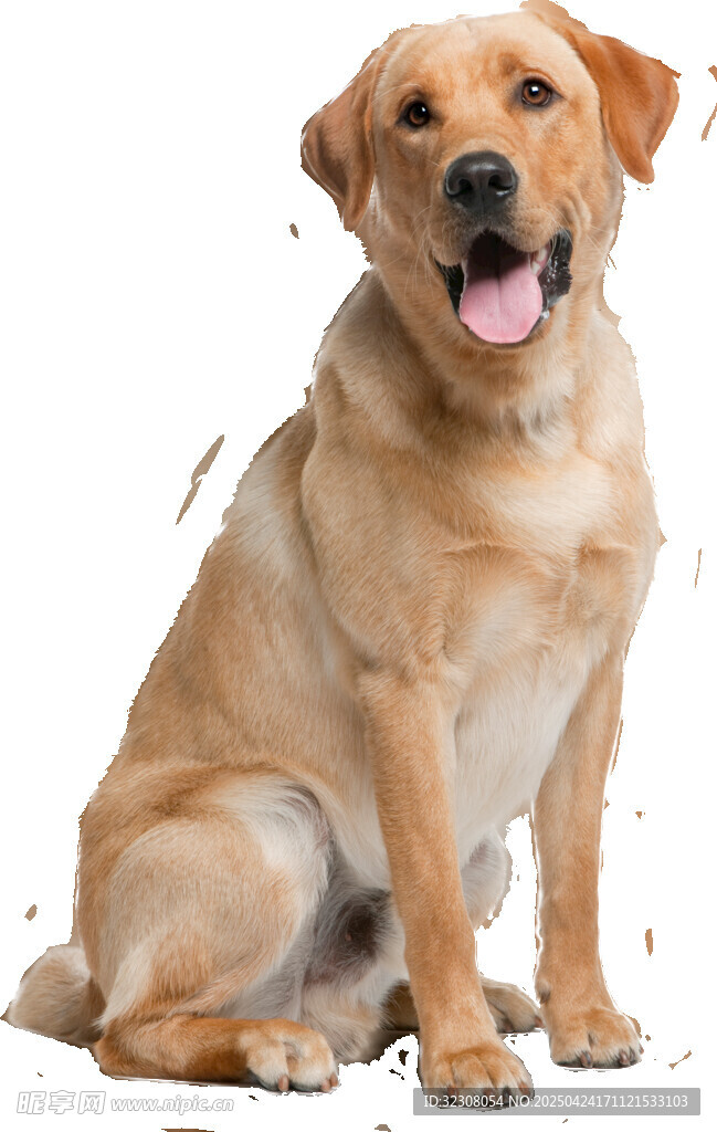 可愛拉布拉多犬端坐