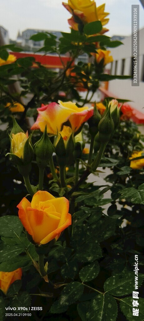 多彩玫瑰綻放花園