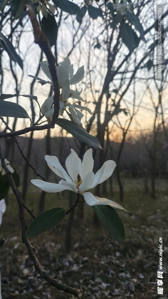 夕陽(yáng)下的玉蘭花與枝葉