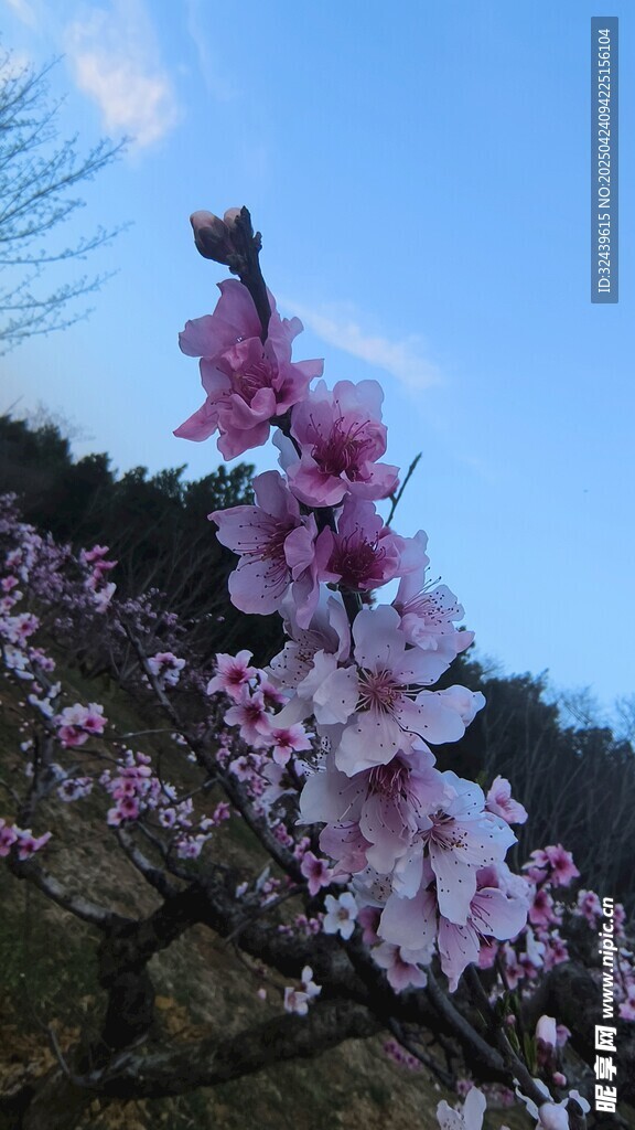 枝頭綻放的粉嫩桃花