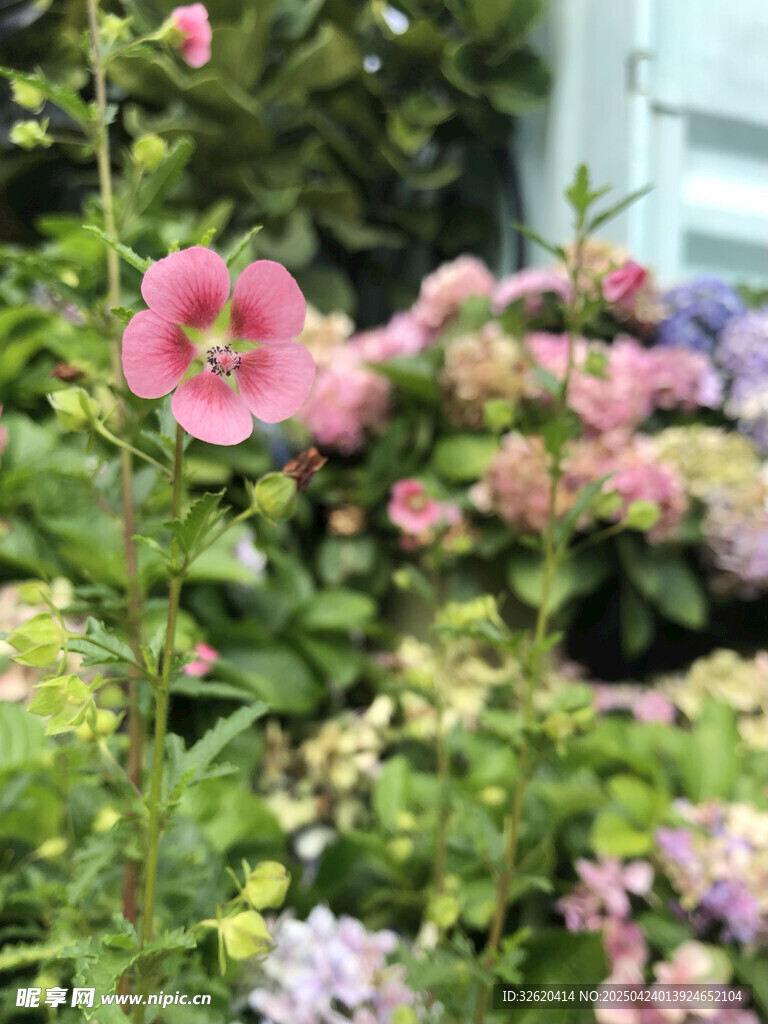 小木槿