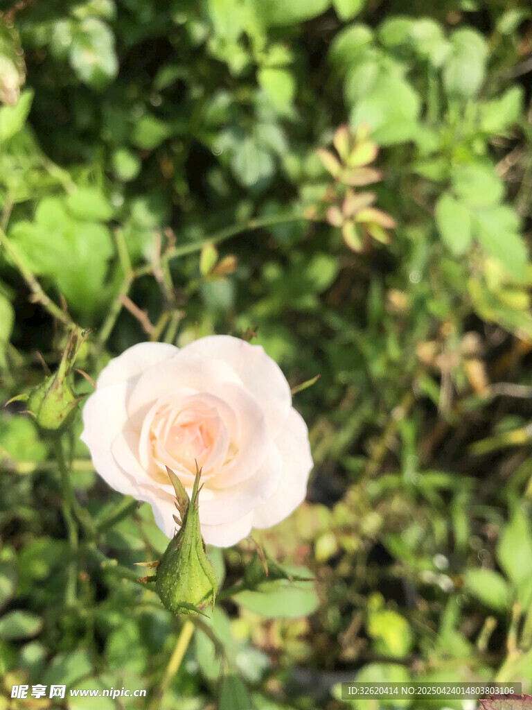 白薔薇