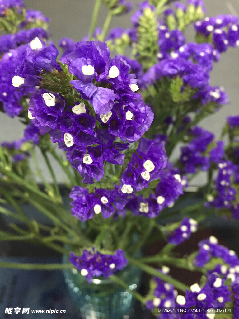 不凋花