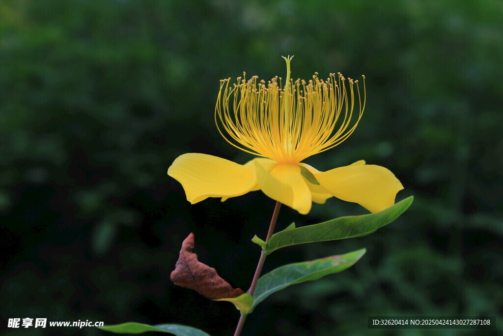金絲桃花
