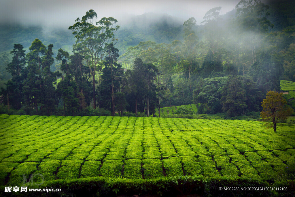 翠綠茶園云霧繚繞美景