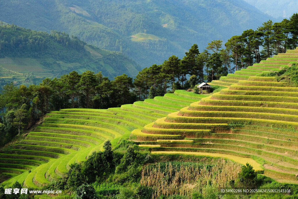 翠綠梯田與遠(yuǎn)山美景