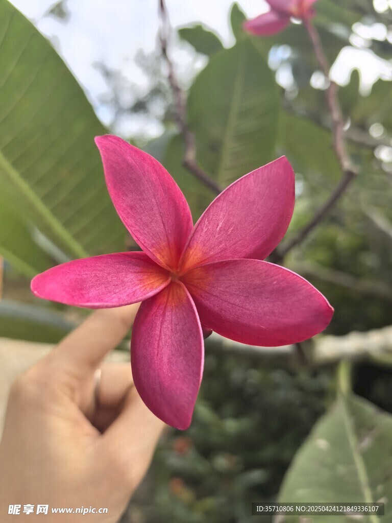 手托嬌艷粉色雞蛋花