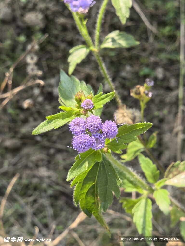 臭草花綻放綠葉間
