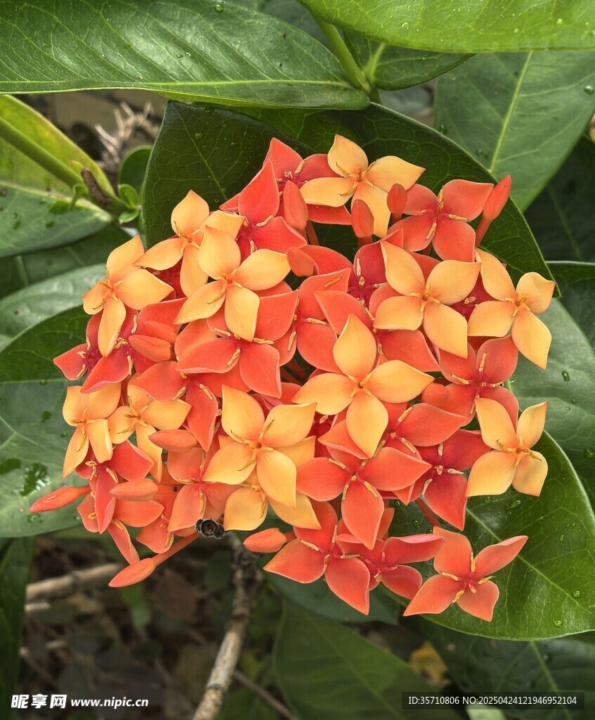 橙紅色龍船花綻放