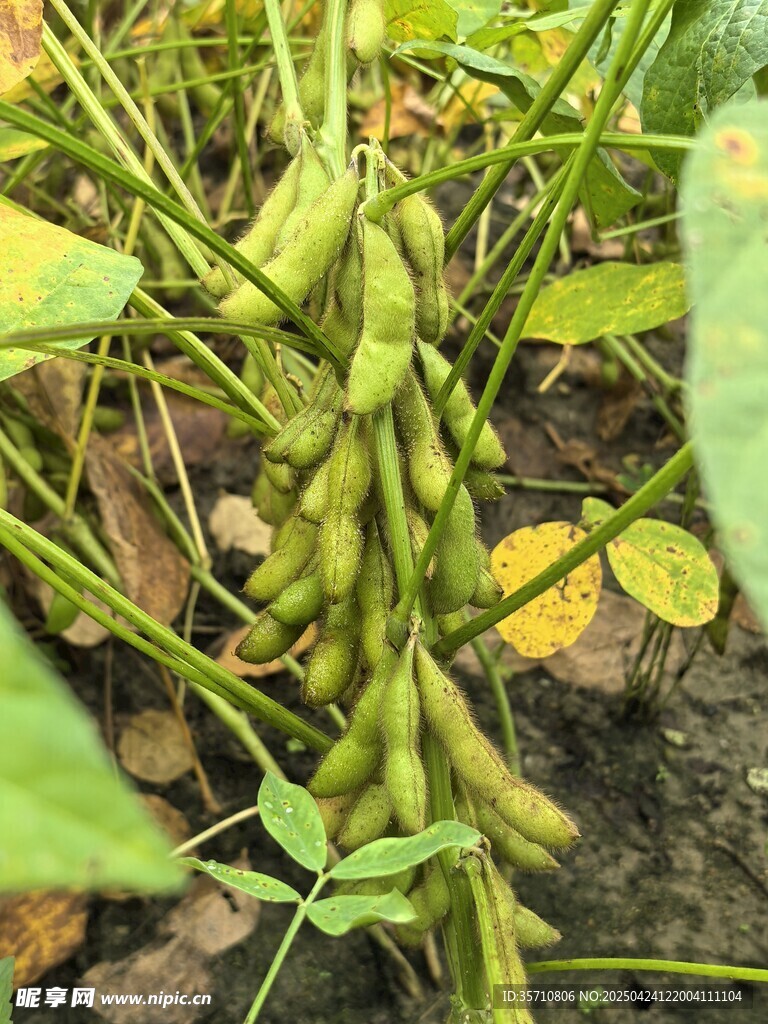 飽滿的田間大豆植株