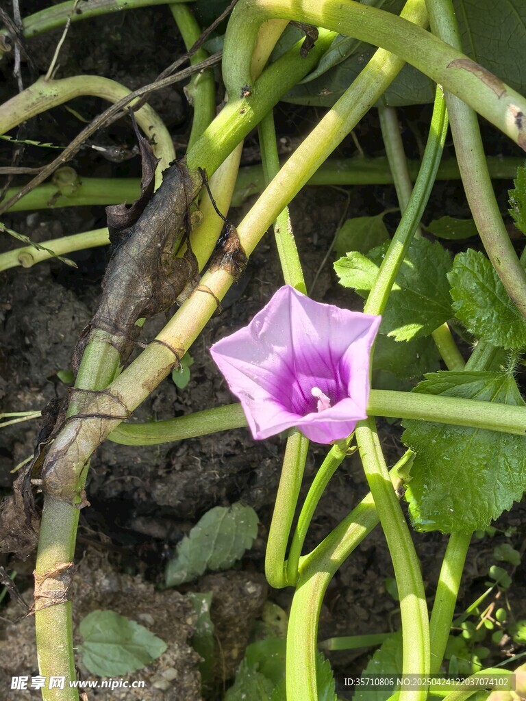 田野中的紫色牽牛花