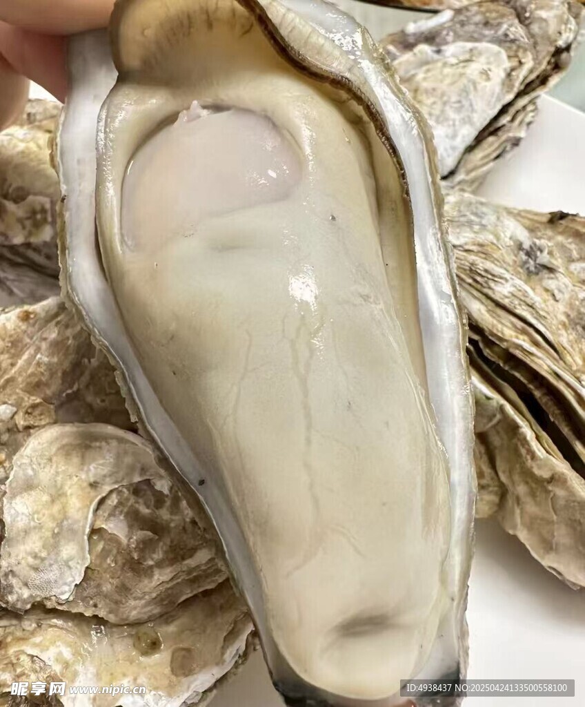 新鮮生蠔特寫