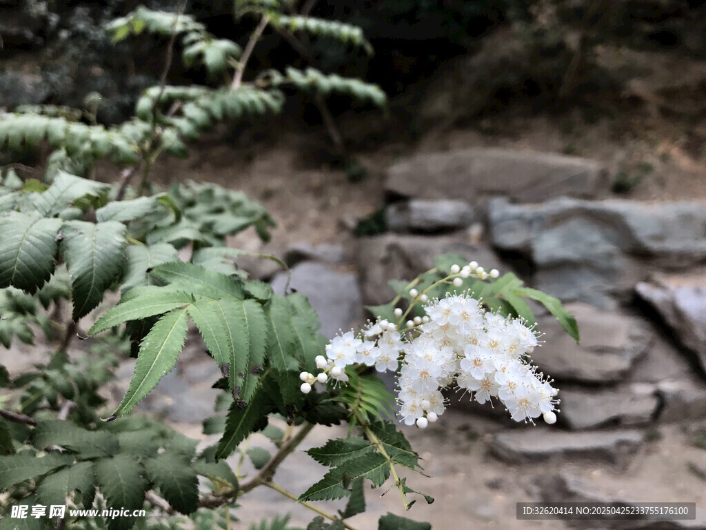 穗狀花