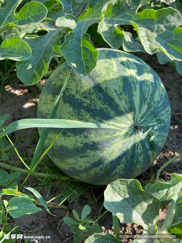田間成熟的大西瓜