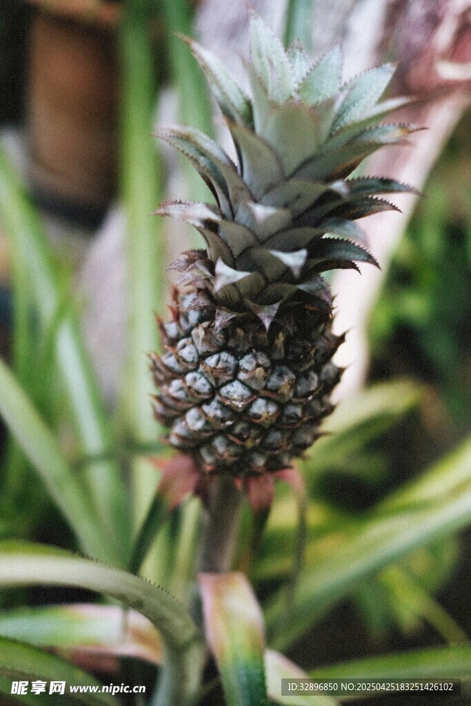 生長中的小菠蘿