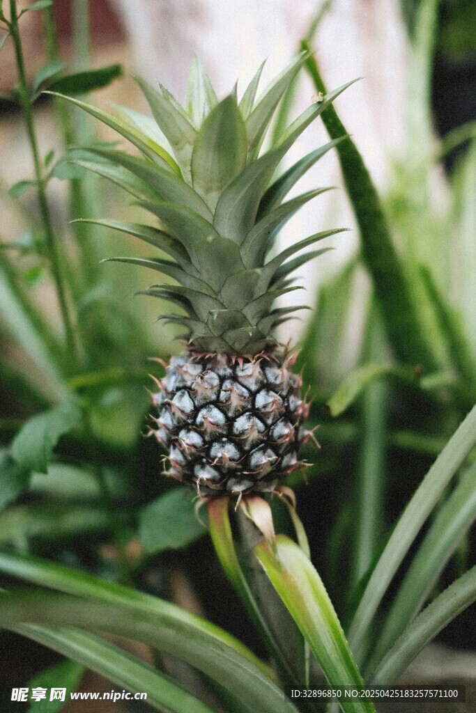 盆栽菠蘿植株特寫