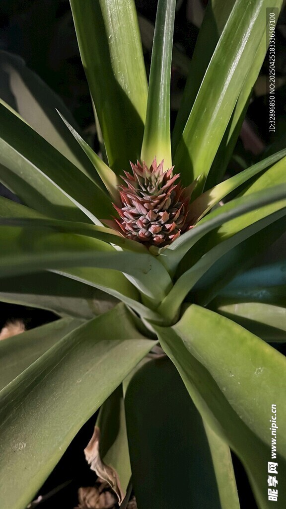菠蘿植株特寫