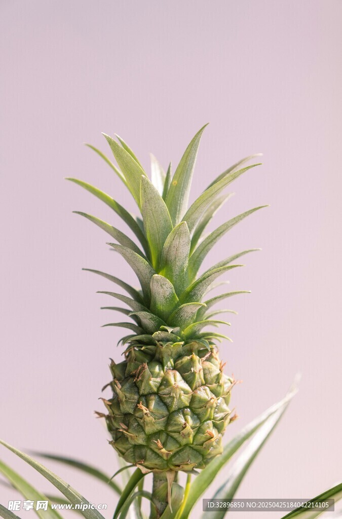 新鮮菠蘿特寫