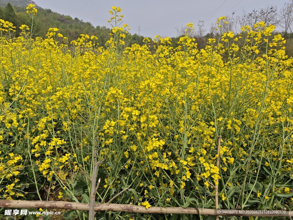 金黃油菜花海田園美景