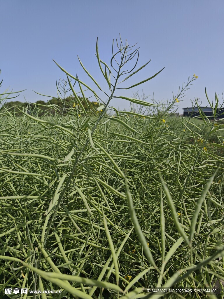 田野中的繁茂綠色植物
