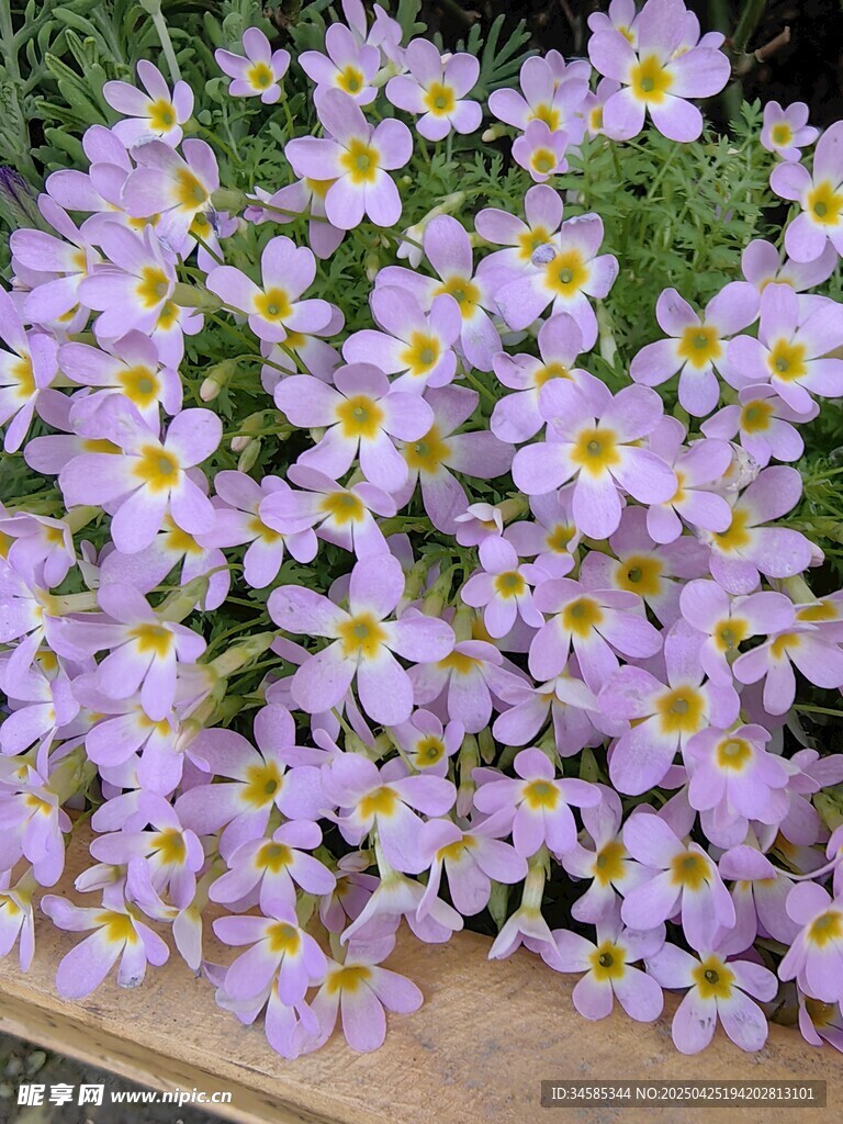 紫色小花綻放生機(jī)