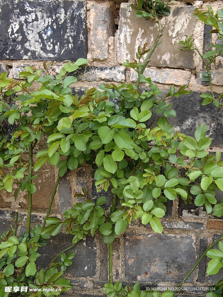 石墻上的翠綠藤蔓植物