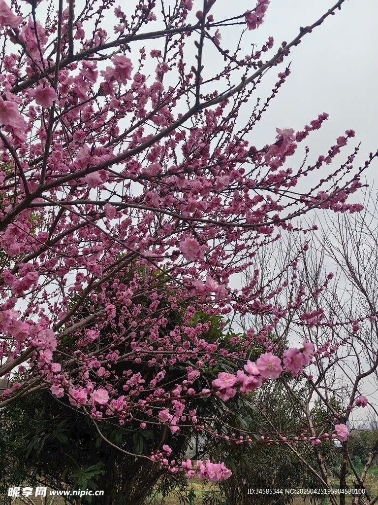枝頭綻放的粉嫩桃花