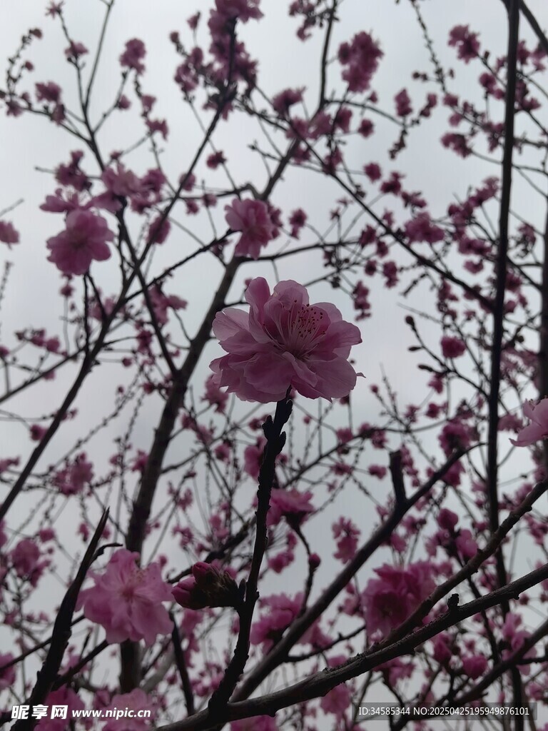 枝頭綻放的嬌艷紫花